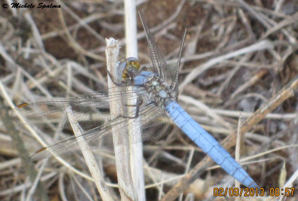 id libellula blu - Orthetrum brunneum